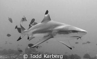 Black tip reef shark in Moorea French Polynesia.  If you'... by Todd Karberg 